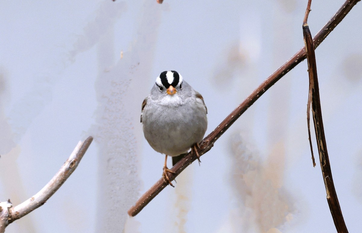 Белобровая овсянка - ML646616083