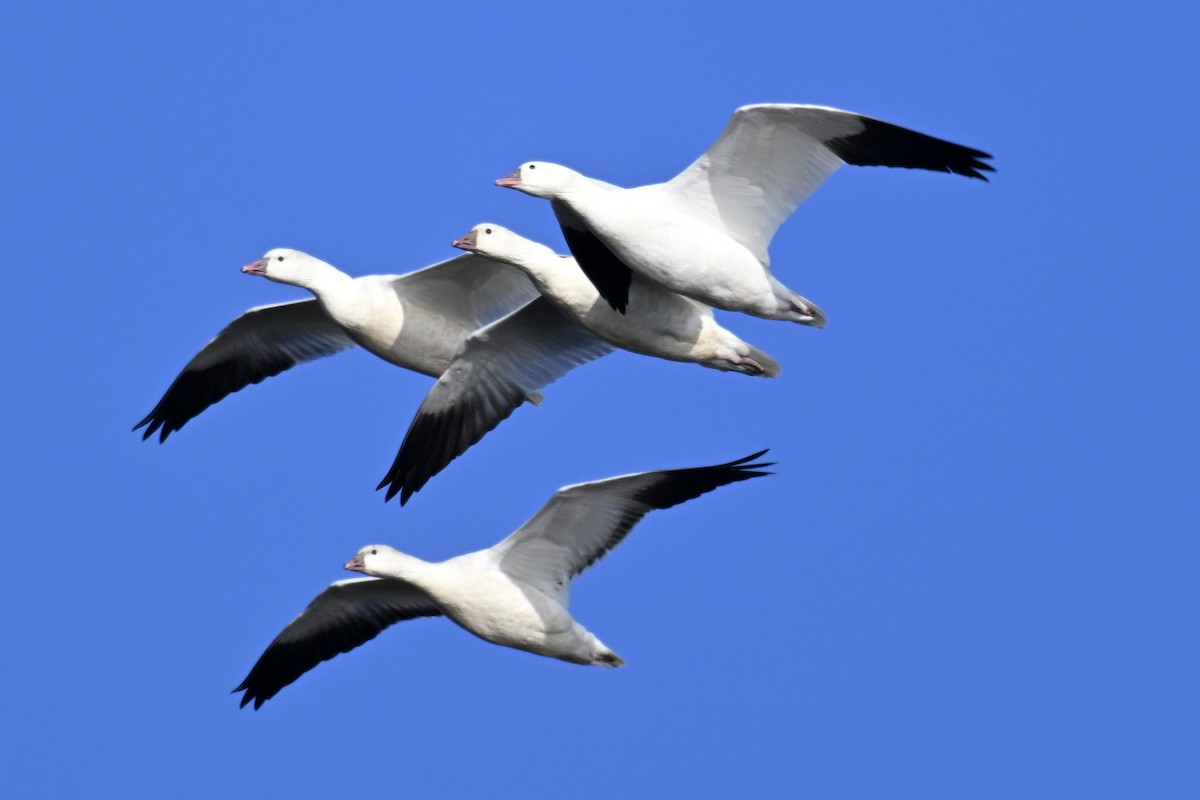 Snow Goose - ML646616085