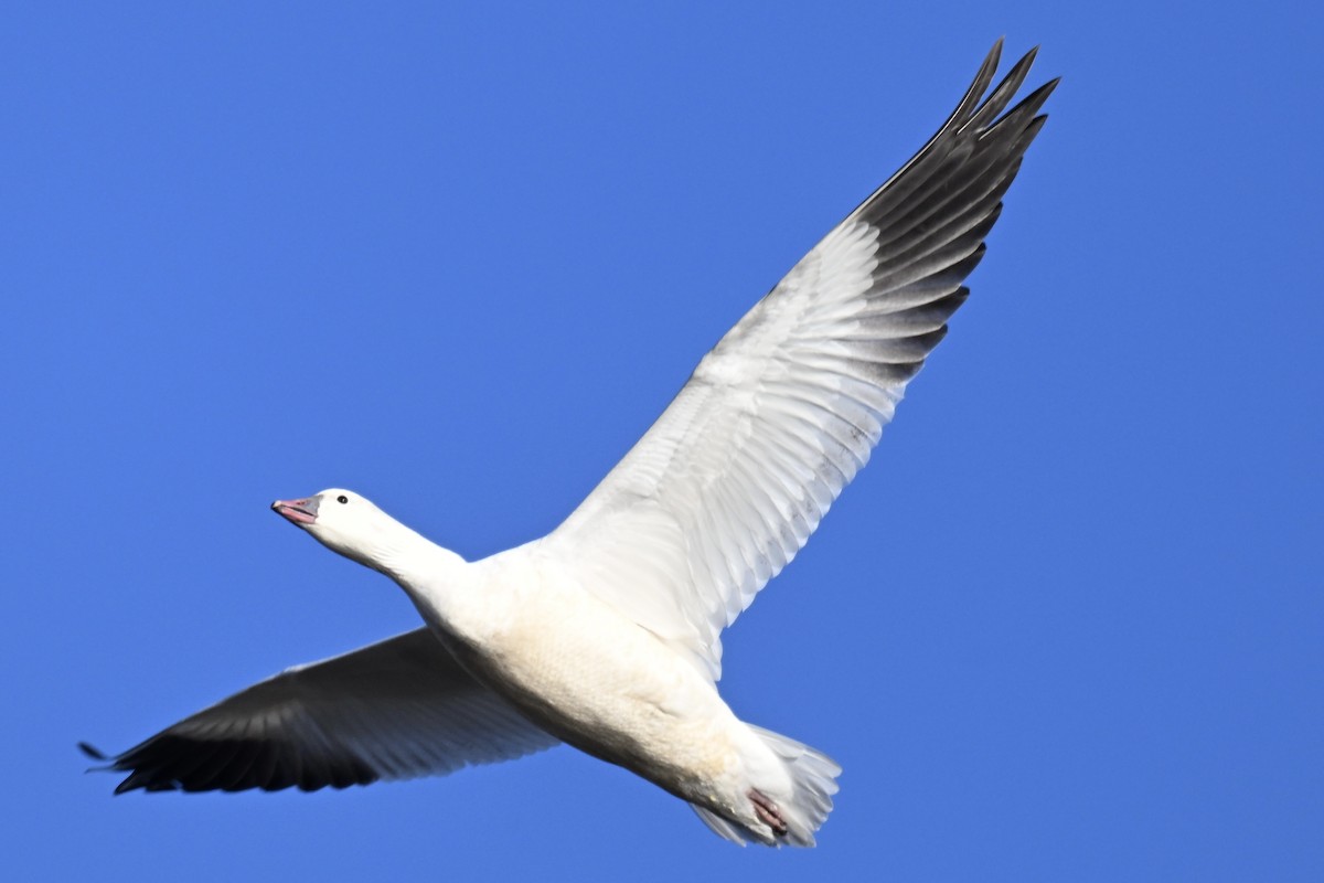 Snow Goose - ML646616086