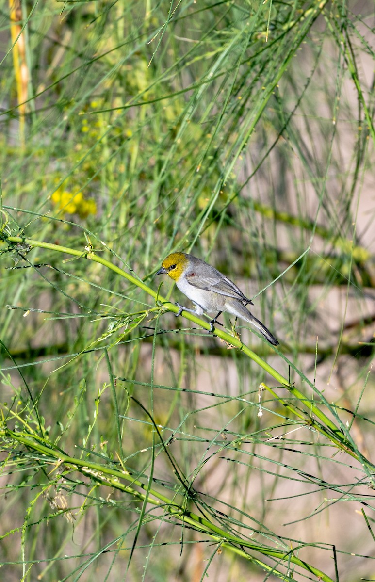 Verdin - ML646616088