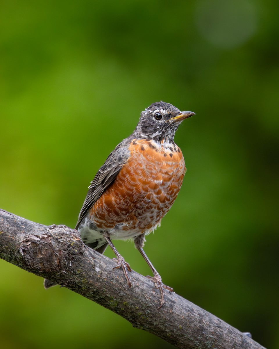 Wanderdrossel - ML646616090