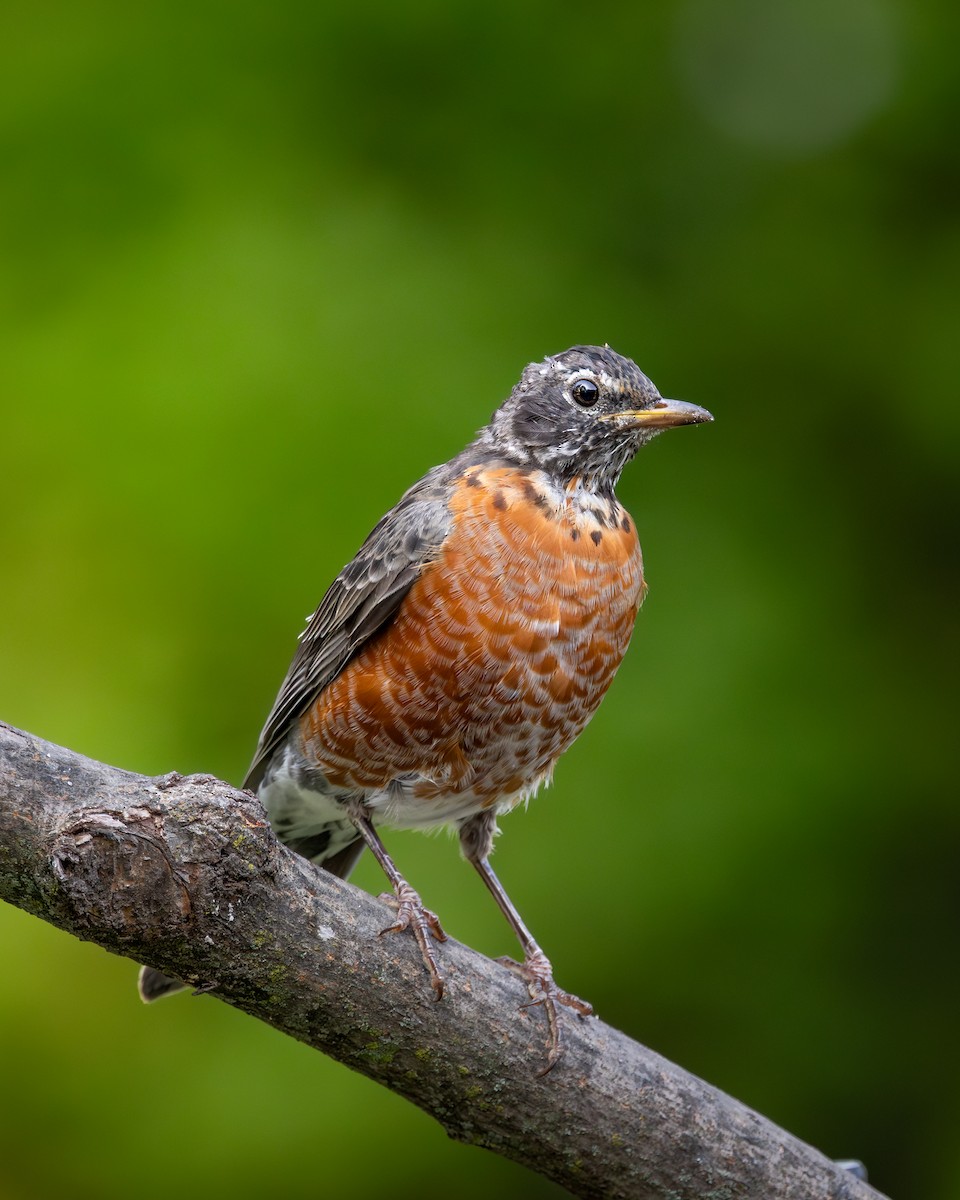 Wanderdrossel - ML646616091