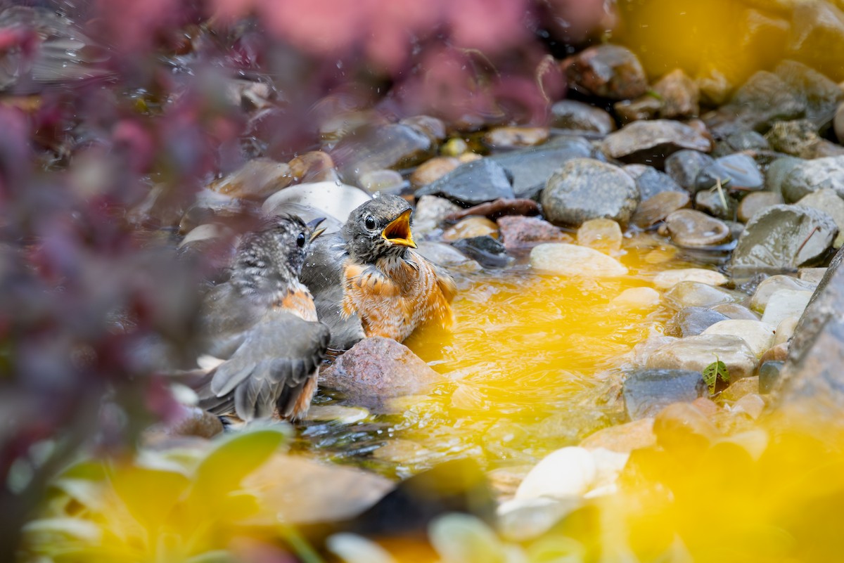 Wanderdrossel - ML646616092