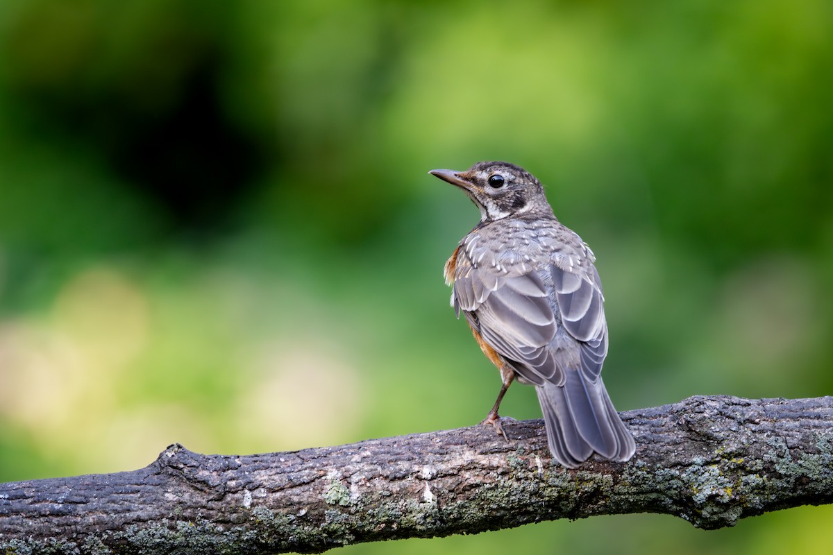 Wanderdrossel - ML646616093