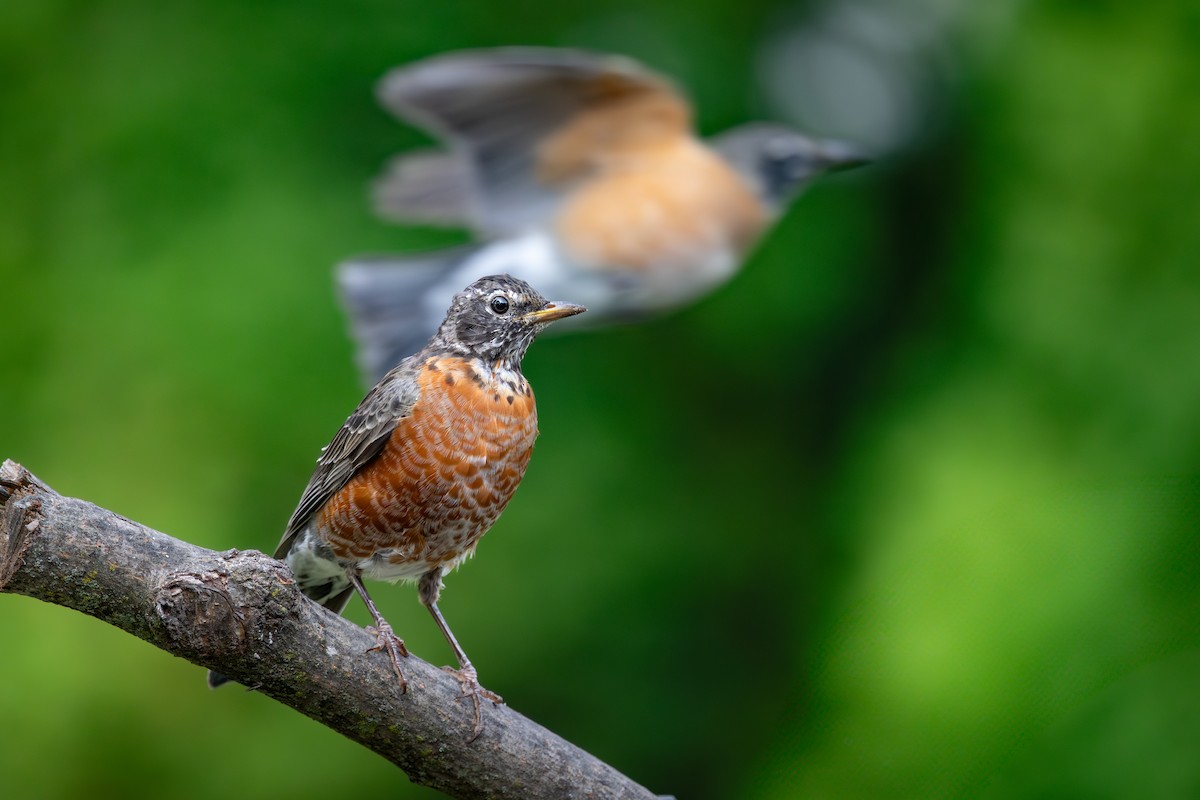 Wanderdrossel - ML646616094