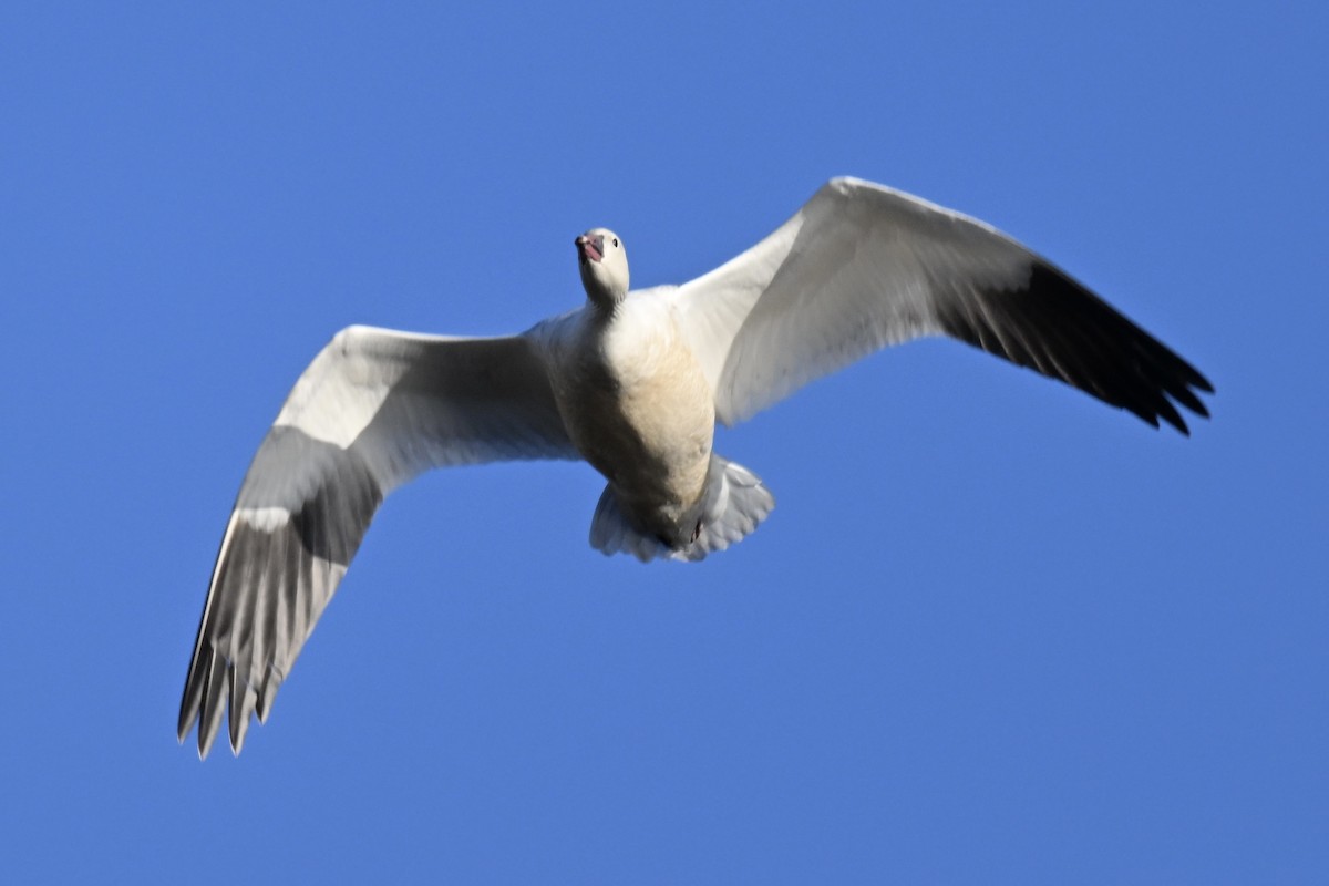 Snow Goose - ML646616096