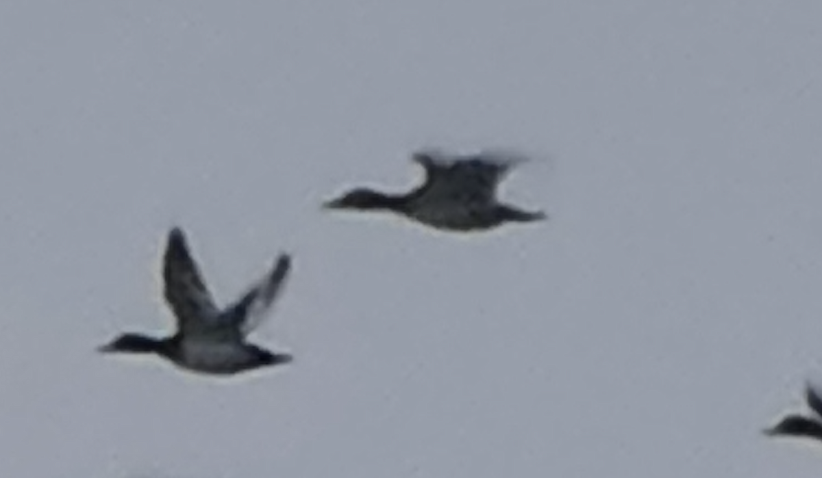 Büyük Elmabaş - ML646616097