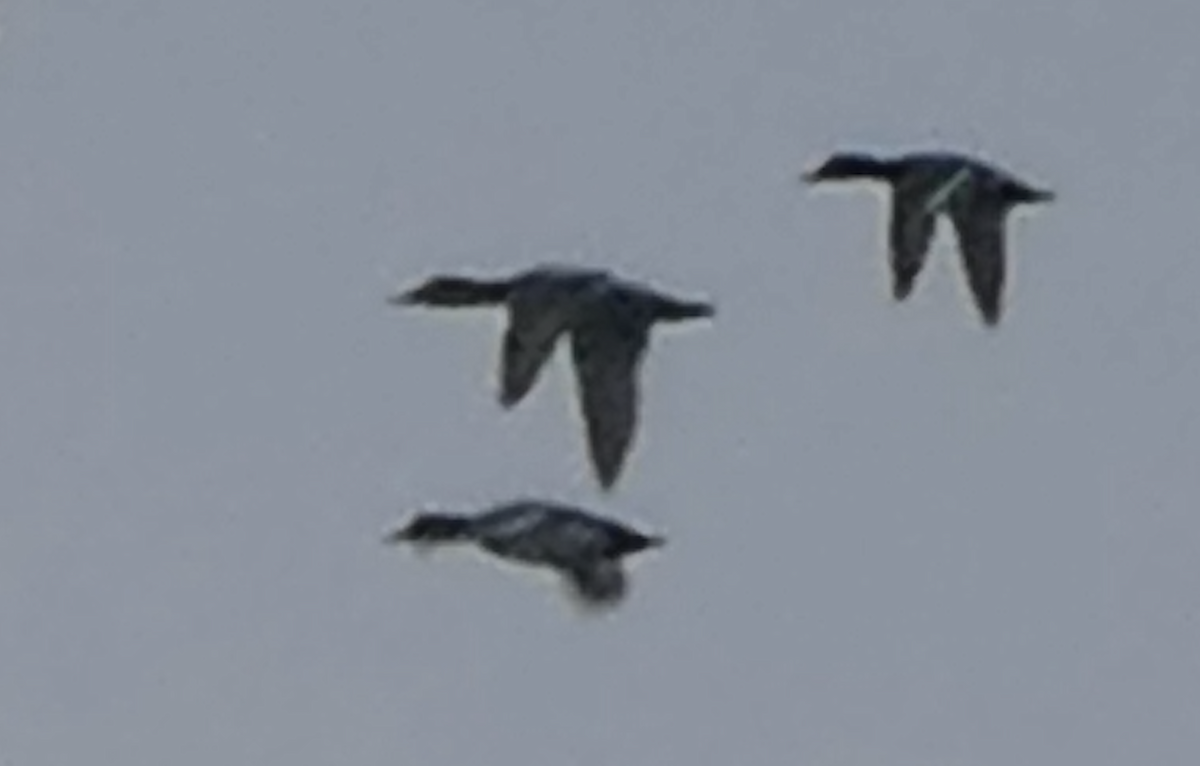 Büyük Elmabaş - ML646616098