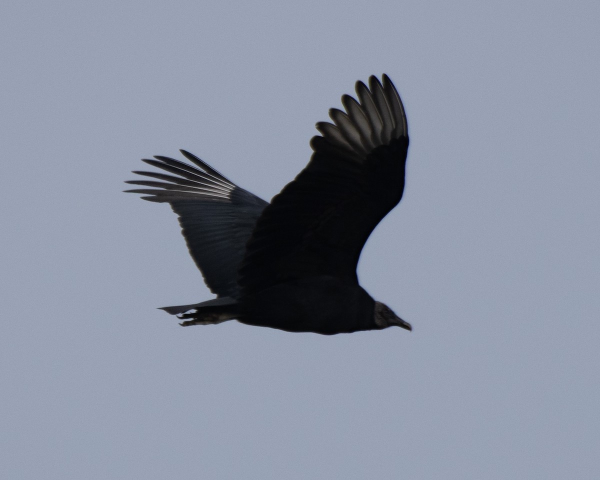 Чёрная катарта - ML646616102