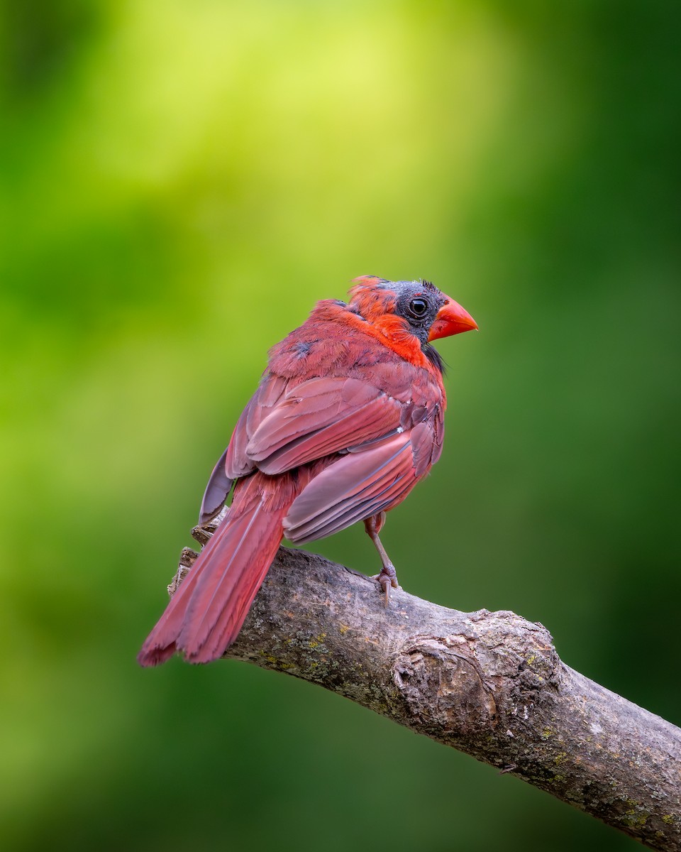 Rotkardinal - ML646616105