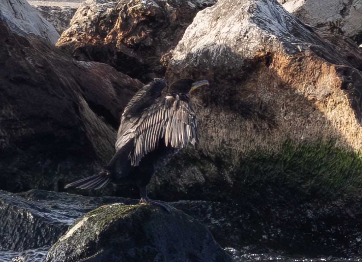 Ohrenscharbe - ML646616106