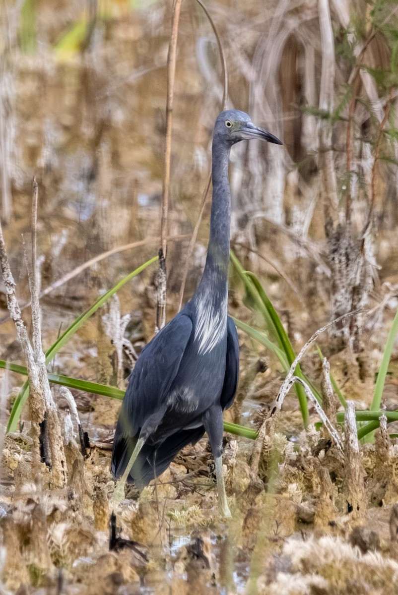 Little Blue Heron - ML646616107