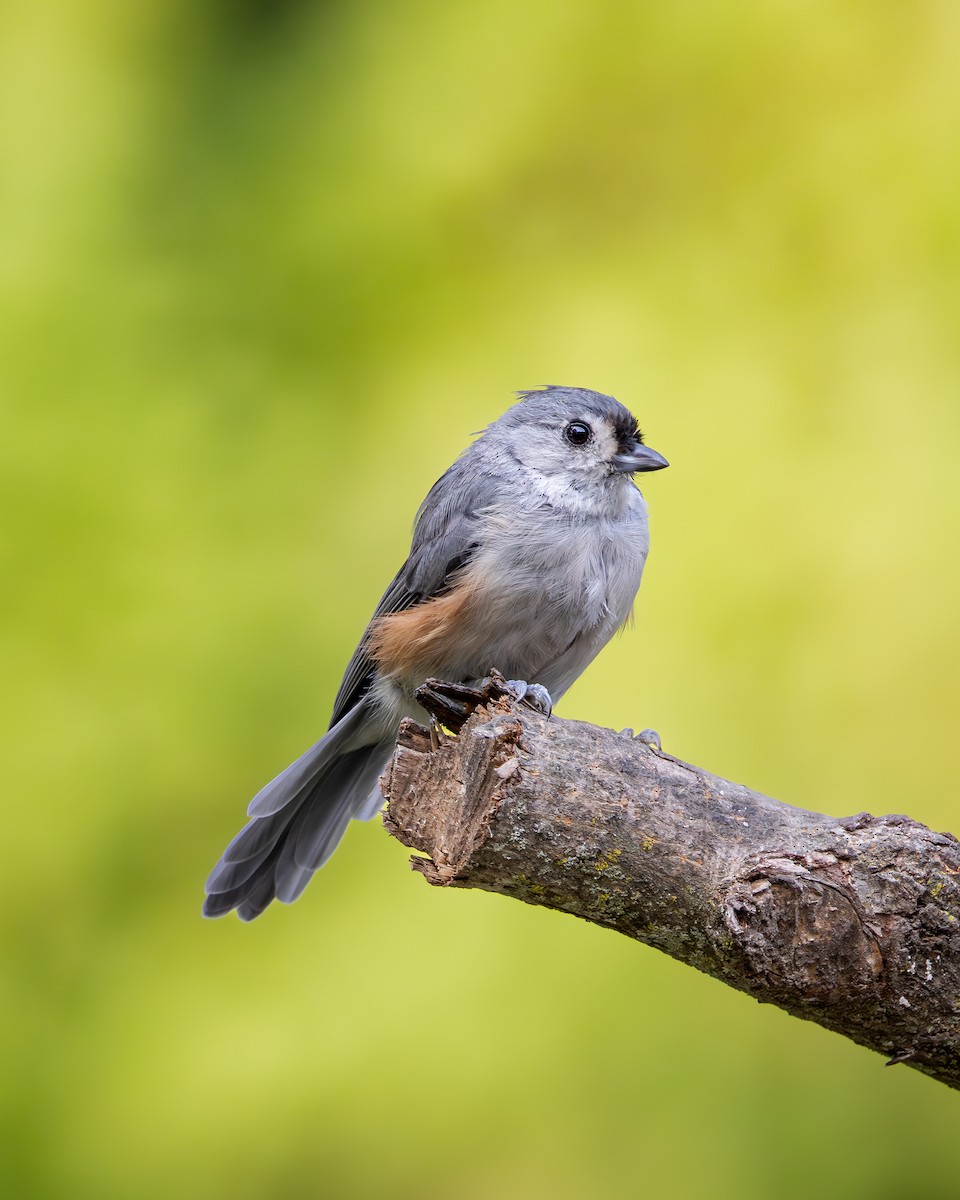 Grauhäubchenmeise - ML646616108