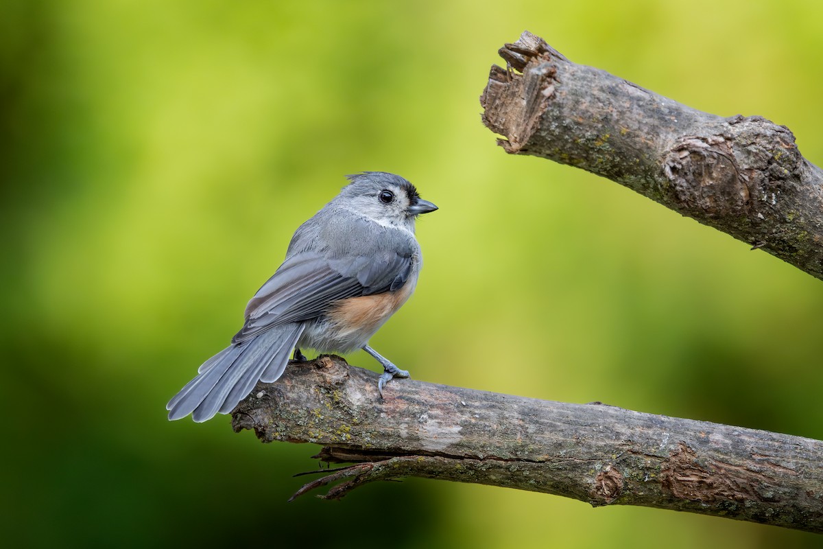 Grauhäubchenmeise - ML646616109