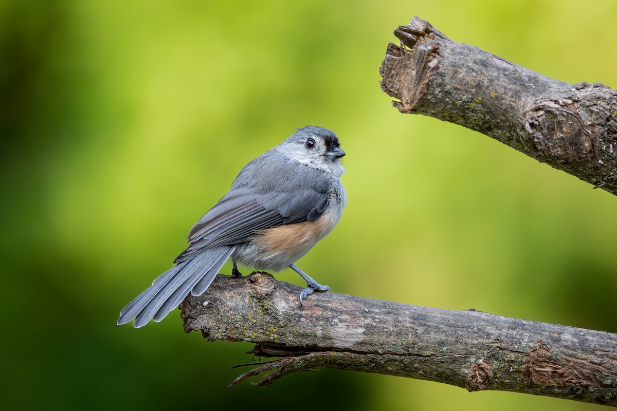 Grauhäubchenmeise - ML646616110