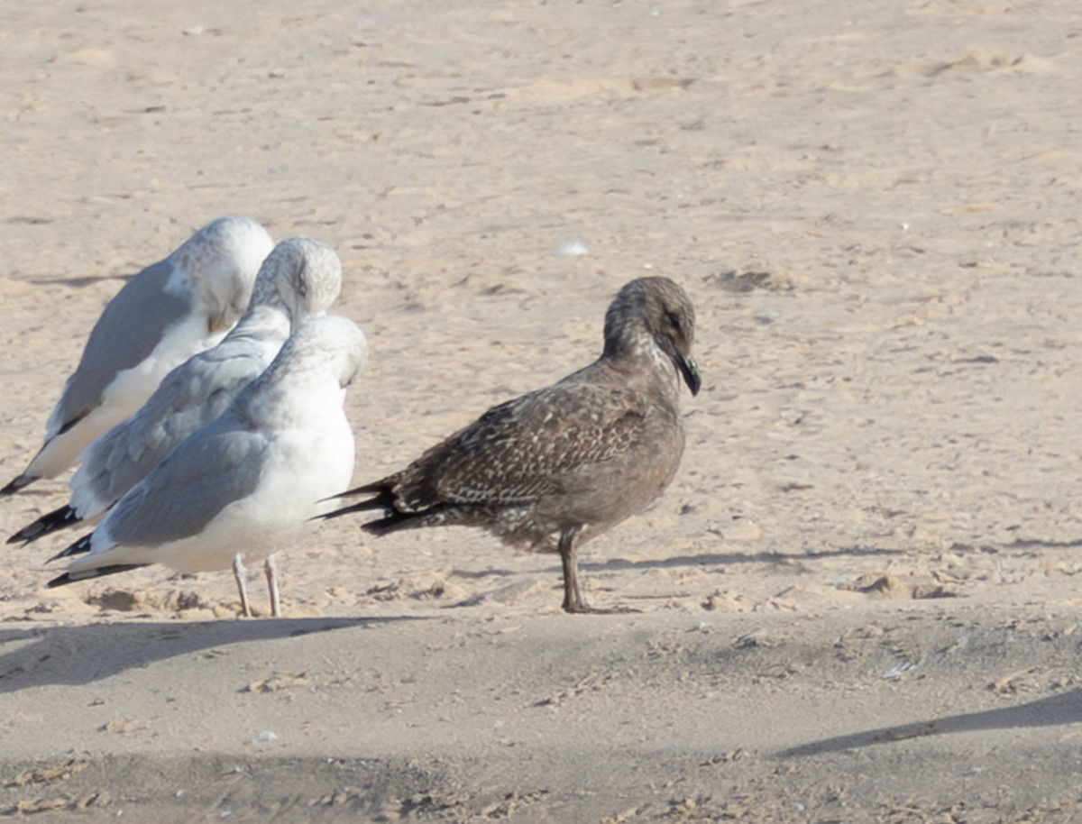 Kanadamöwe - ML646616112