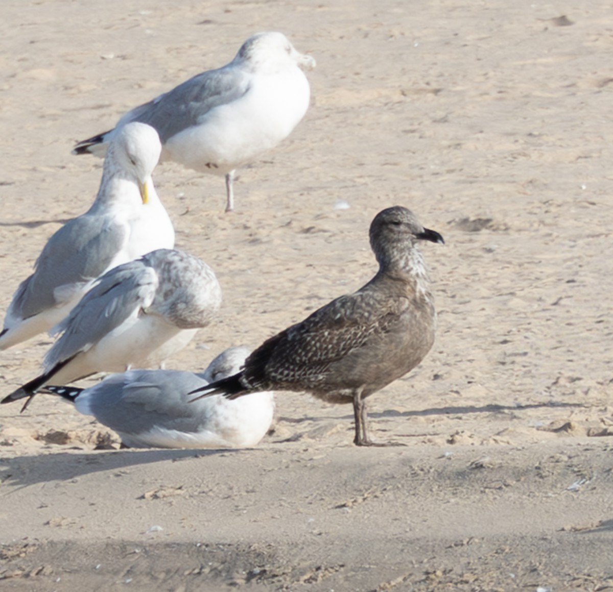 Kanadamöwe - ML646616113