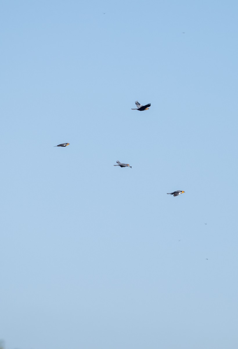 Yellow-headed Blackbird - ML646616114