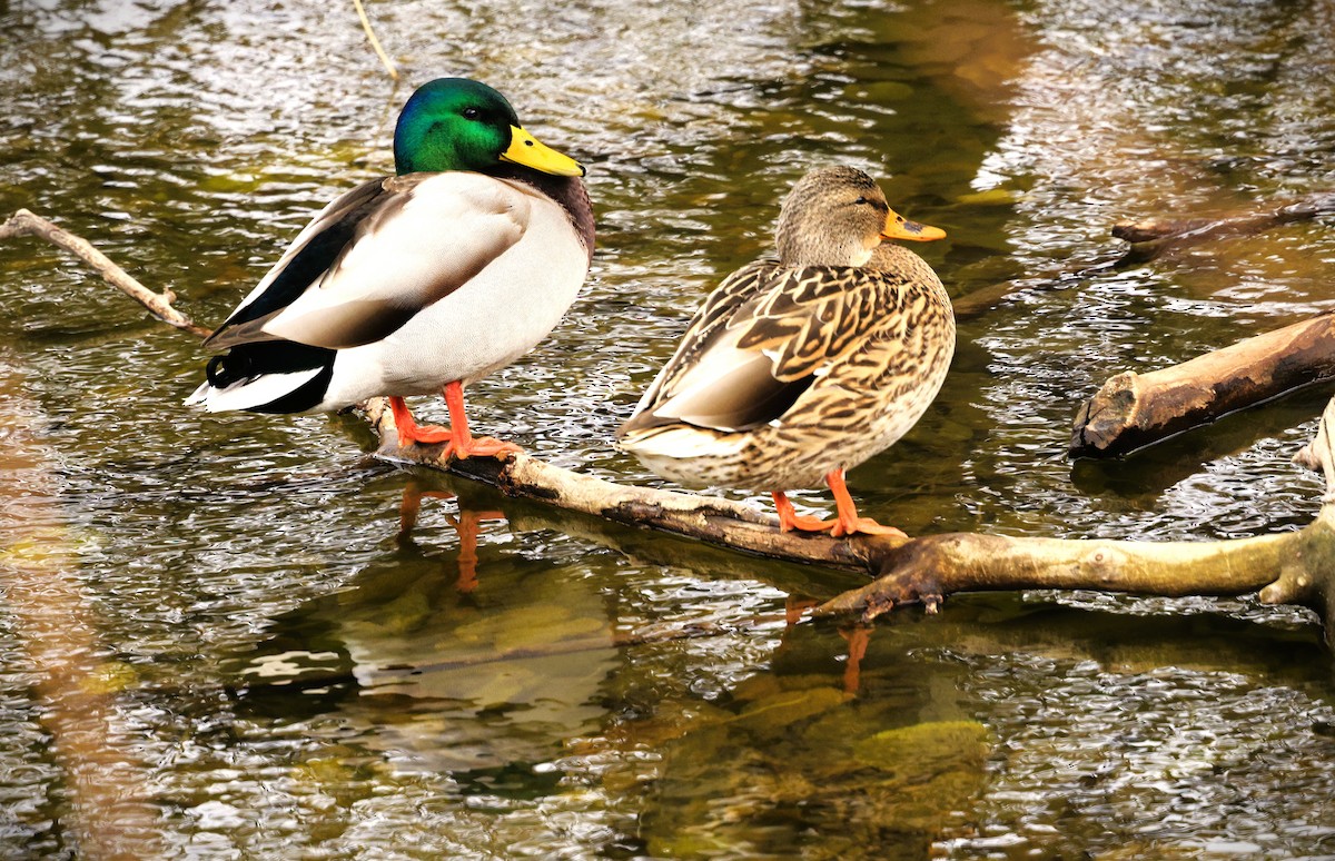 Кряква - ML646616116