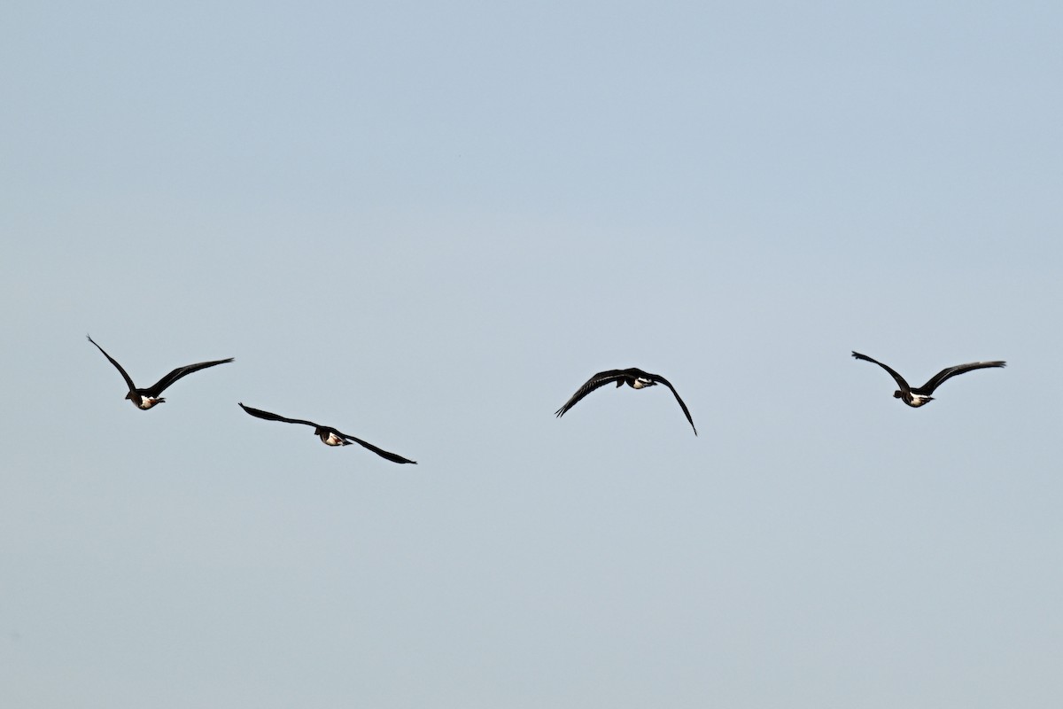 Greater White-fronted Goose - ML646616118