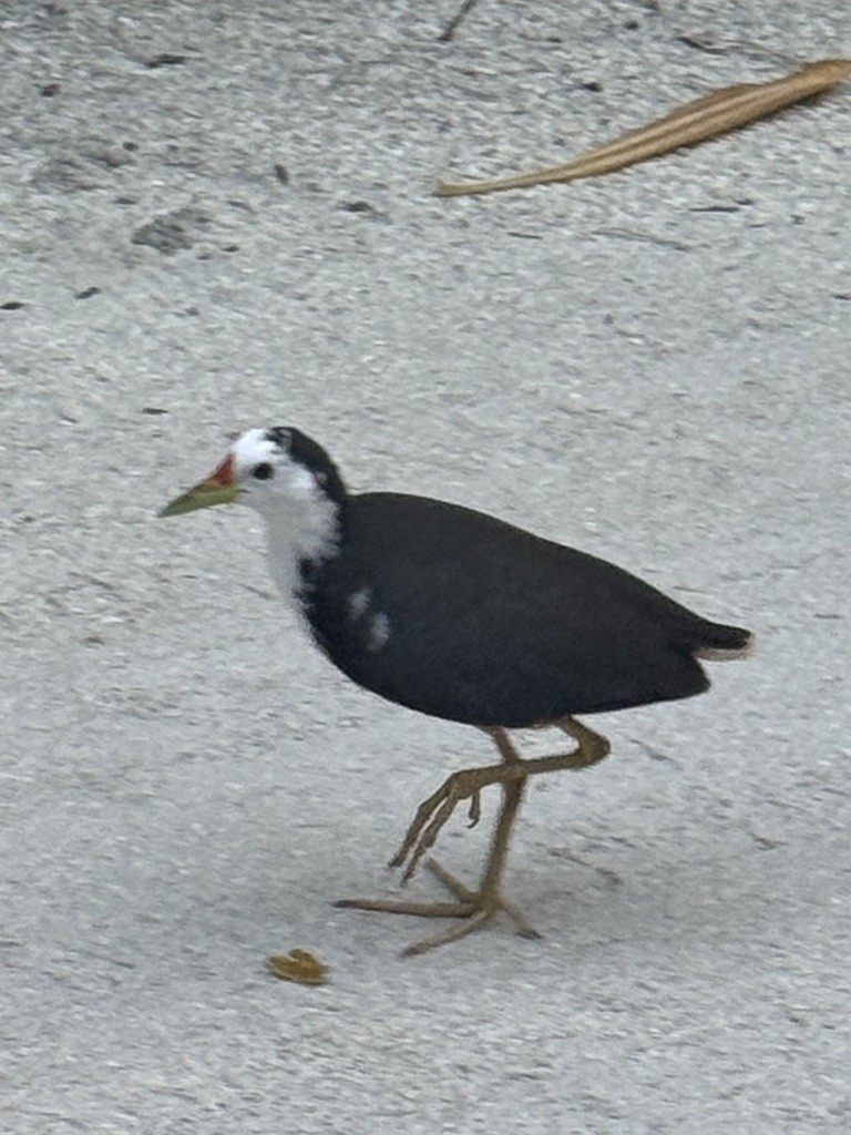 White-breasted Waterhen - ML646616122