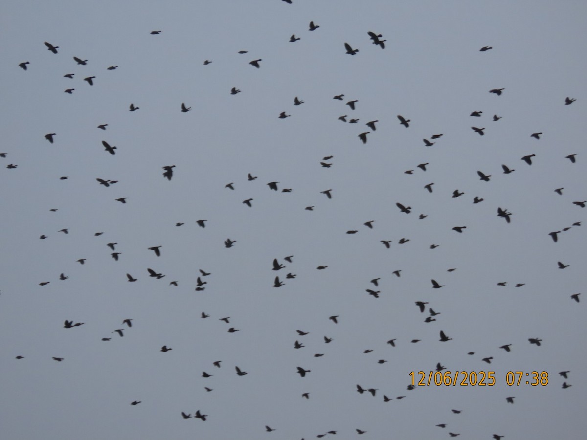 Пастбищный трупиал - ML646616123