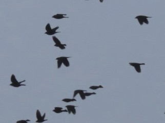 Пастбищный трупиал - ML646616124