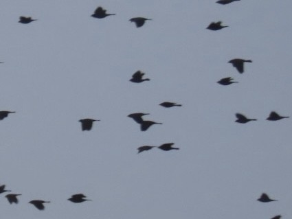 Пастбищный трупиал - ML646616125