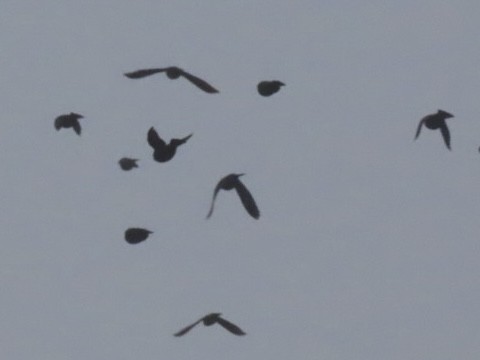 Пастбищный трупиал - ML646616126