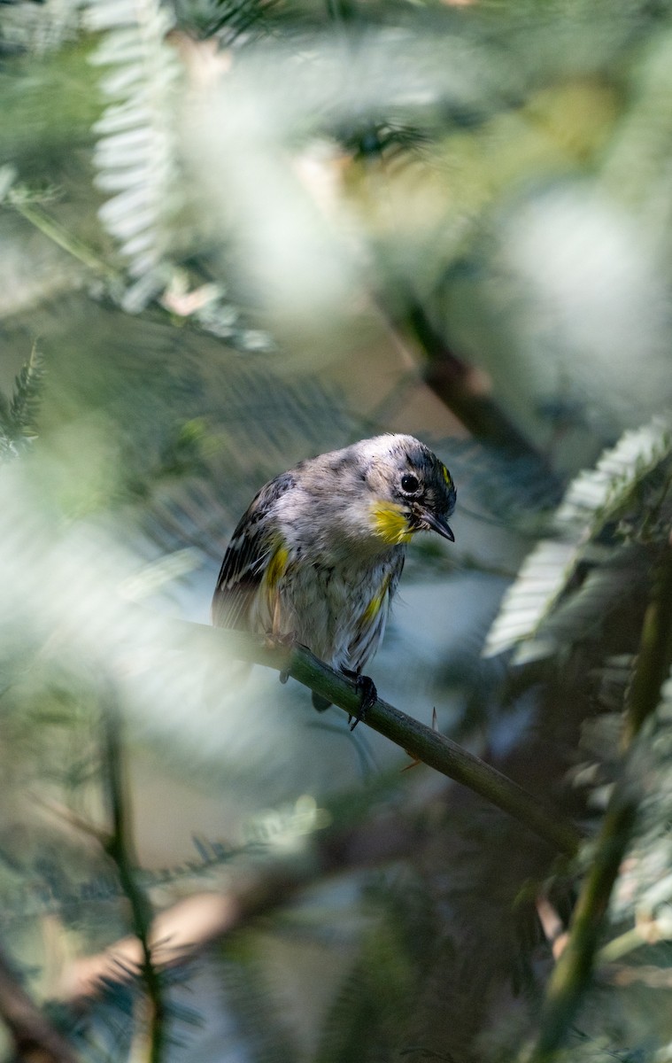 Yellow-rumped Warbler - ML646616128