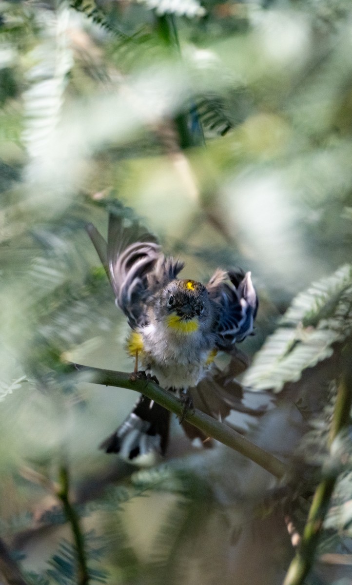 Yellow-rumped Warbler - ML646616129