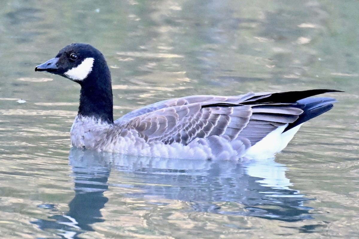 Cackling Goose - ML646616132