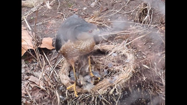 Sharp-shinned Hawk (Northern) - ML646616137