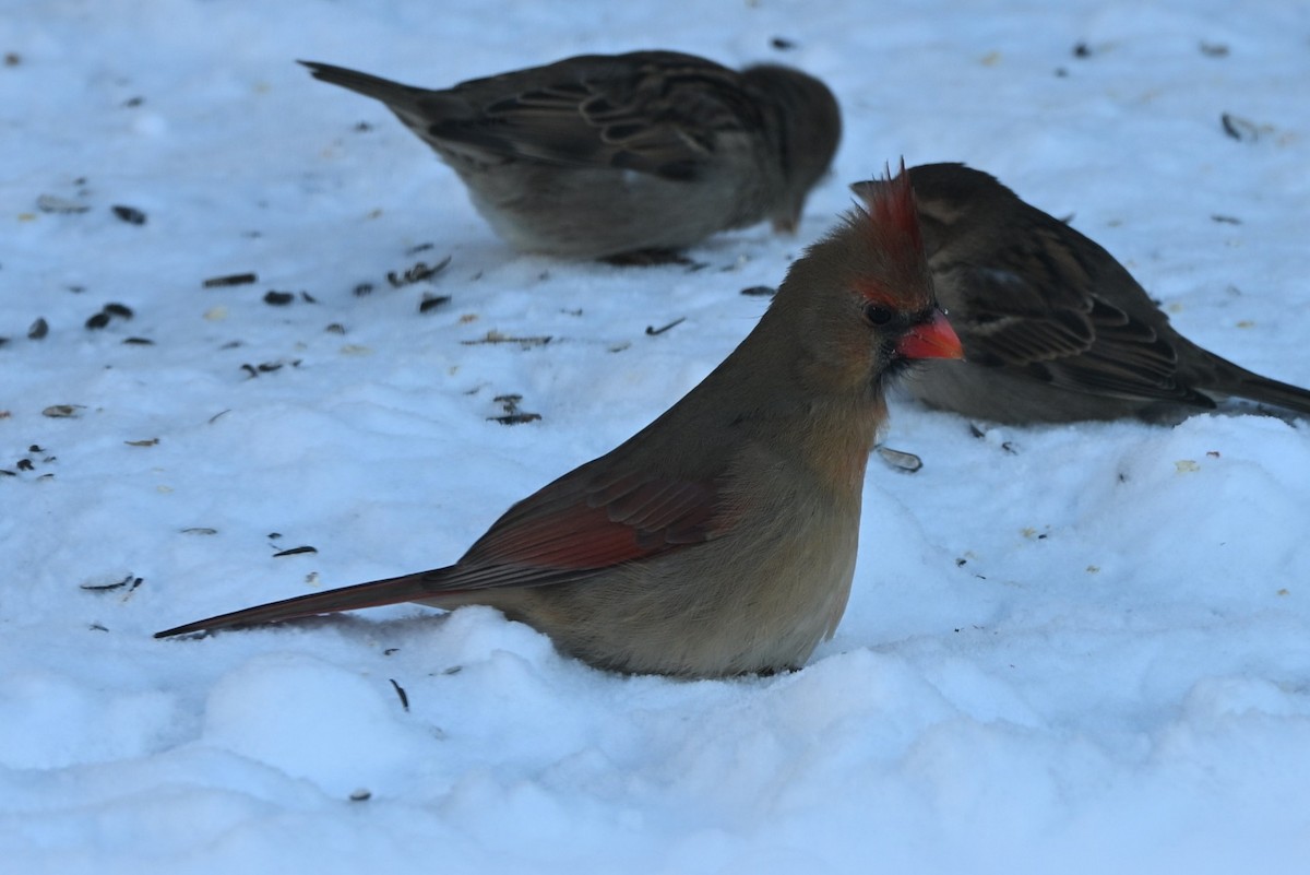 Rotkardinal - ML646616138