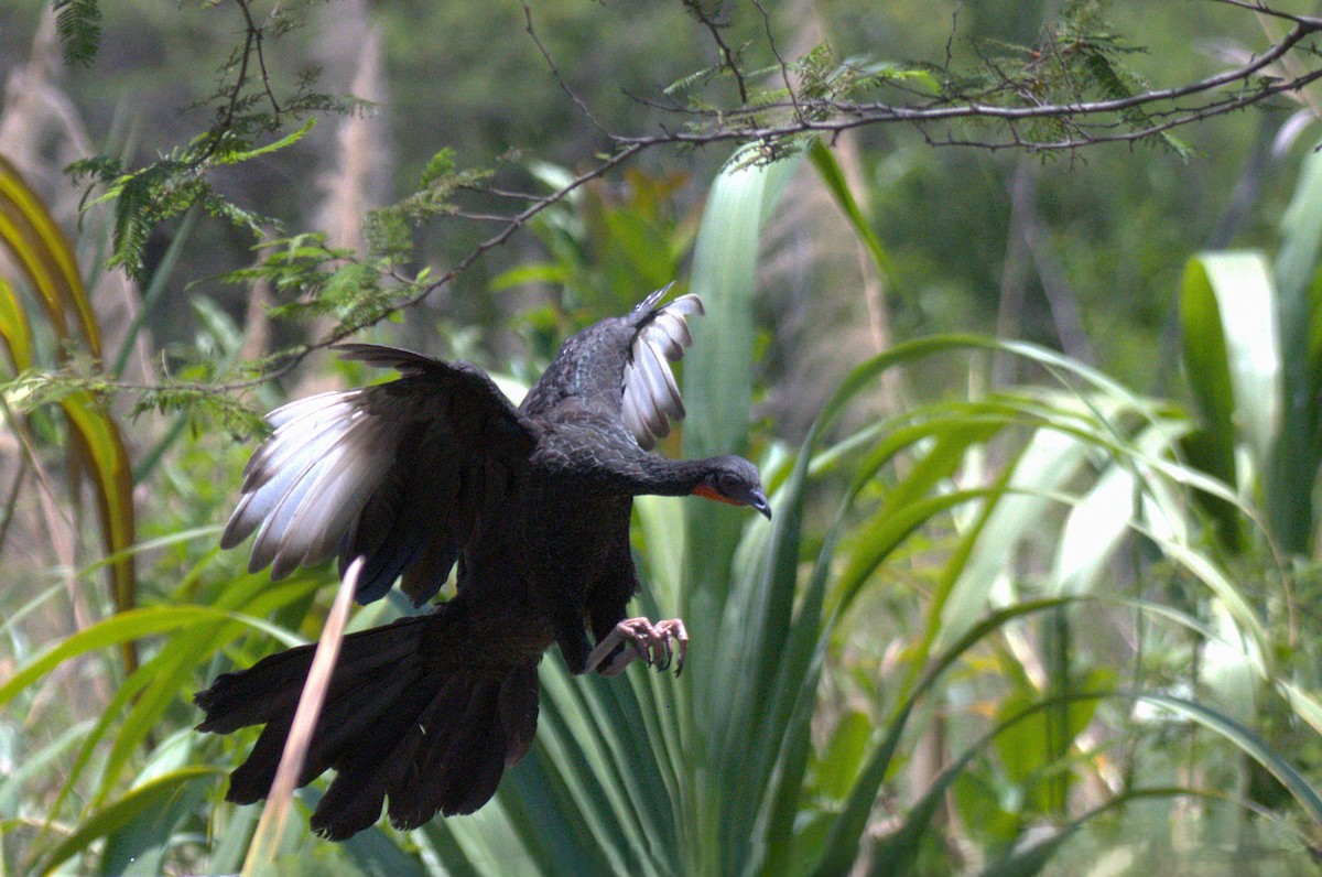 hvitvingehokko - ML646616139