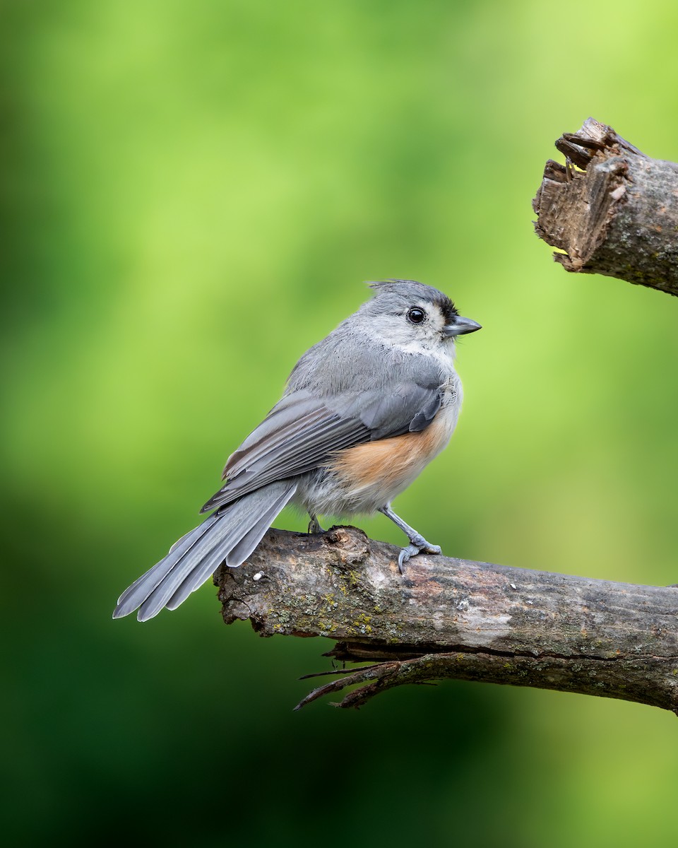 Grauhäubchenmeise - ML646616140