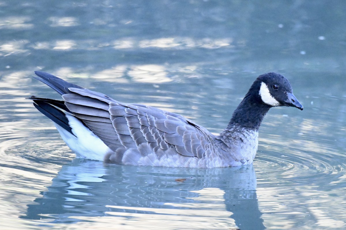 Cackling Goose - ML646616141