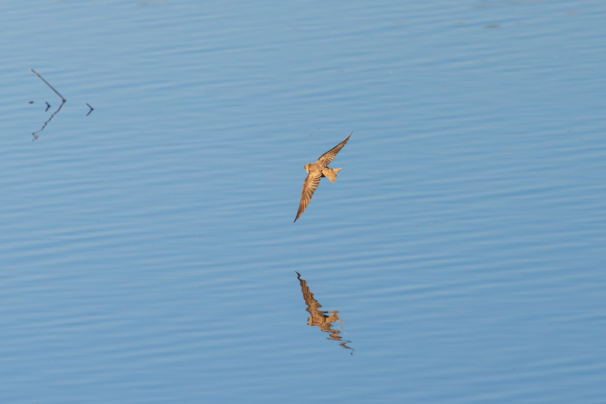Northern Rough-winged Swallow - ML646616142