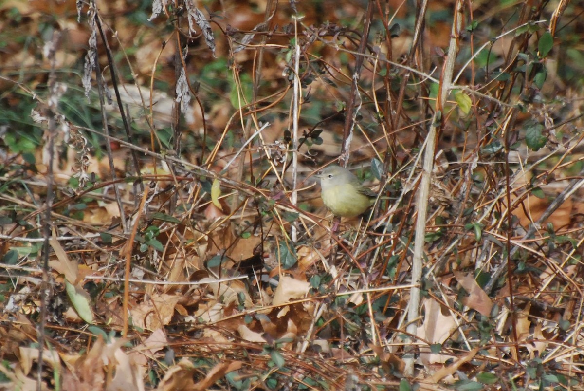 Orange-crowned Warbler - ML646616143