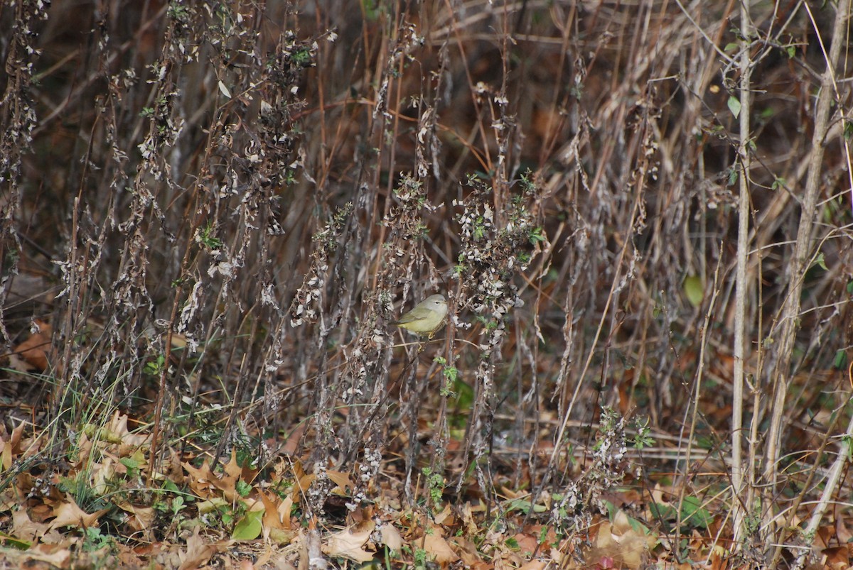 Orange-crowned Warbler - ML646616144