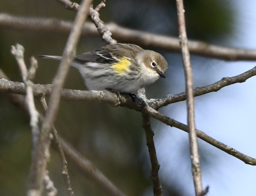Yellow-rumped Warbler - ML646616145
