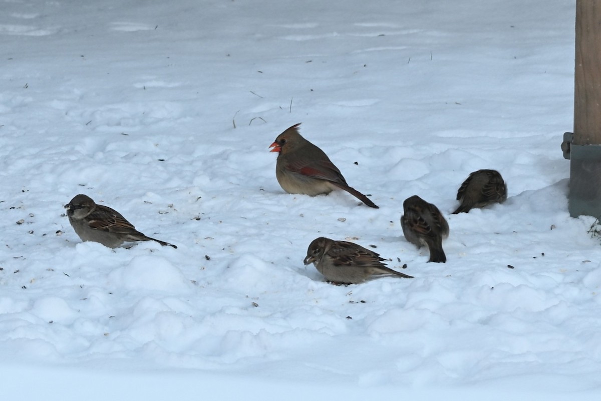 Rotkardinal - ML646616146