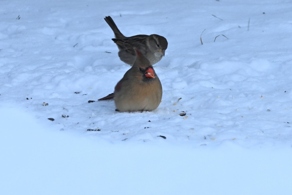 Rotkardinal - ML646616148