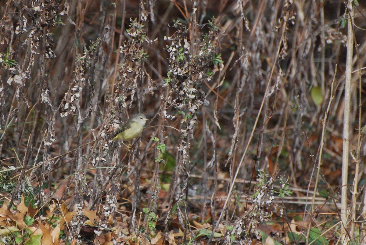 Orange-crowned Warbler - ML646616150