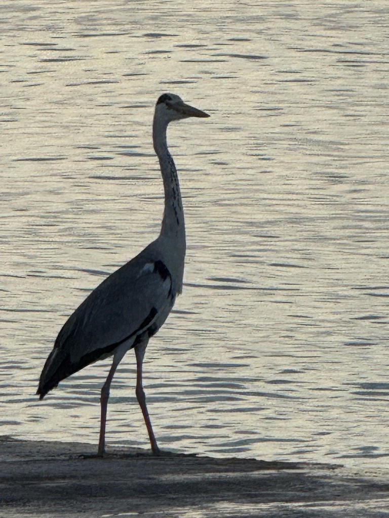 Gray Heron - ML646616163