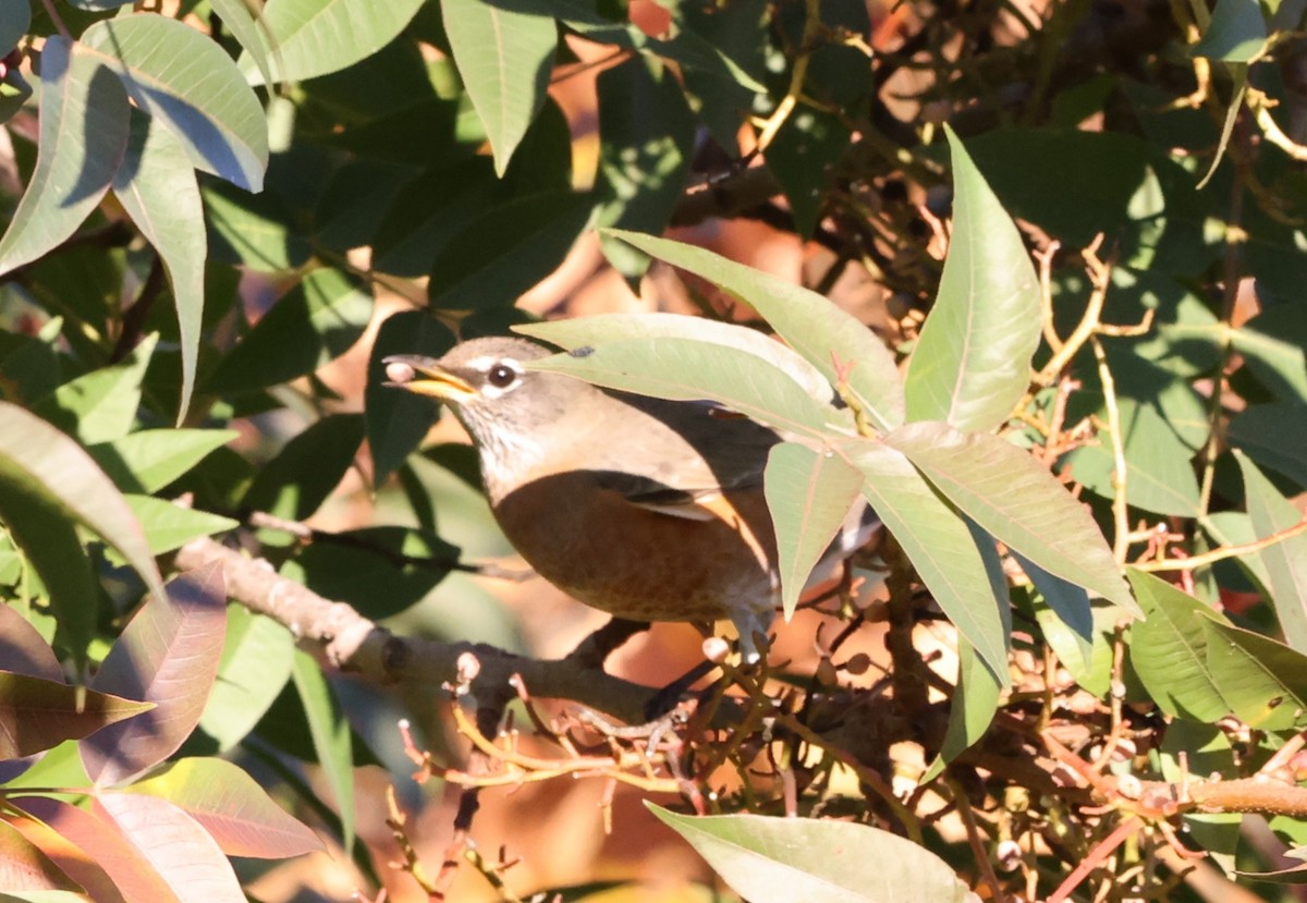 Дрізд мандрівний - ML646616164