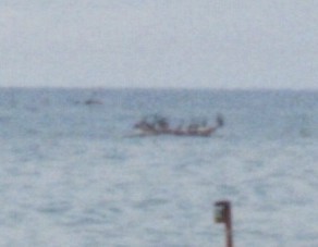 Неотропический баклан - ML646616166