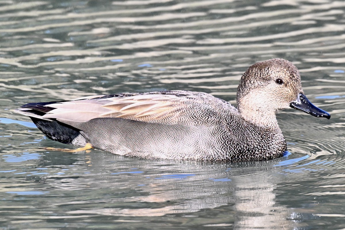 Gadwall - ML646616167