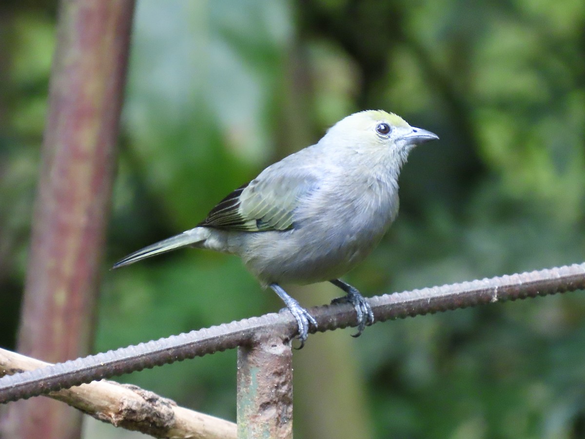 Palm Tanager - ML646616172