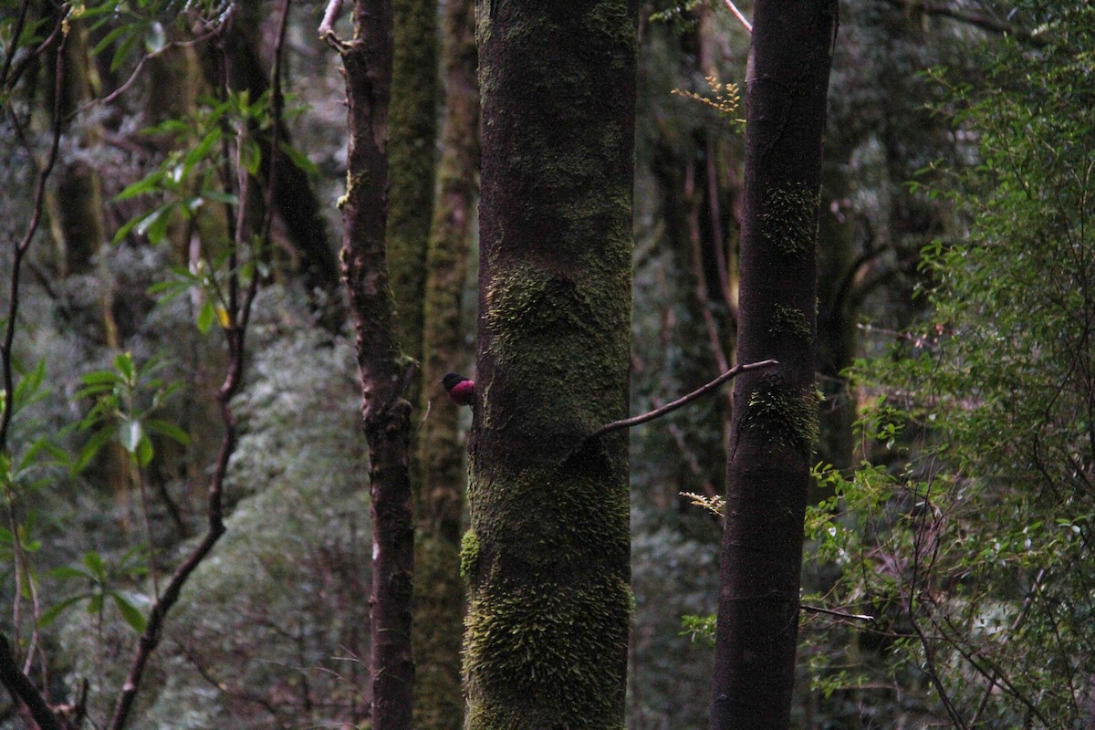 セグロサンショクヒタキ - ML646616174